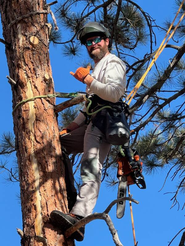 ISA Certified Arborist performing technical climbing work on a conifer