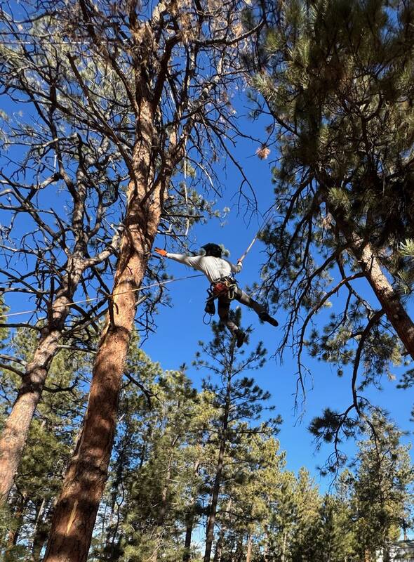 Crew at work pruning